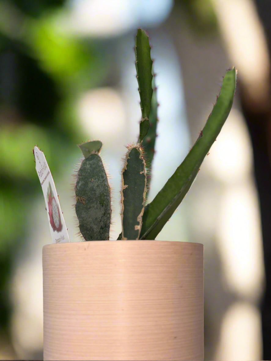 Dragon Fruit Patio Cactus - Organic - Container Gardening - Night Blooming - Easy to Grow Cactus - Tropical Climbing Cactus