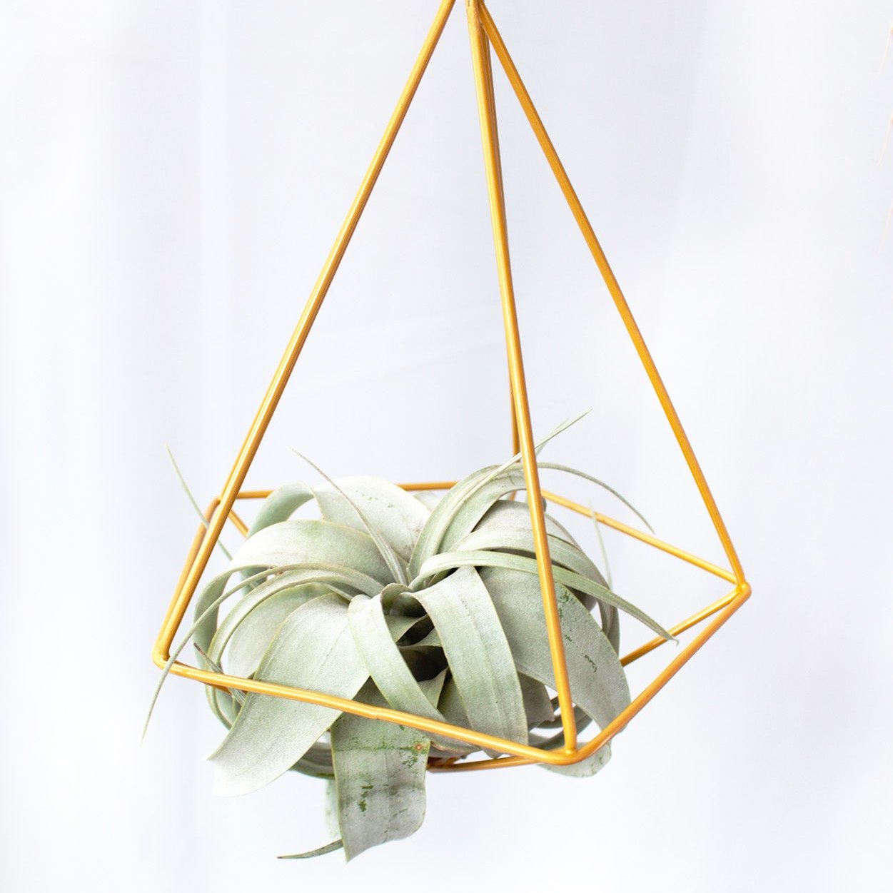 Xerographica