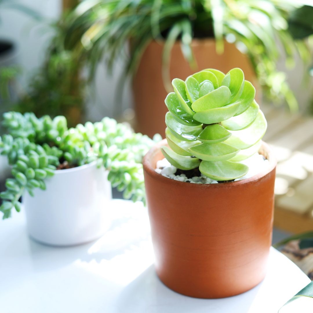 Portulaca Molokiniensis
