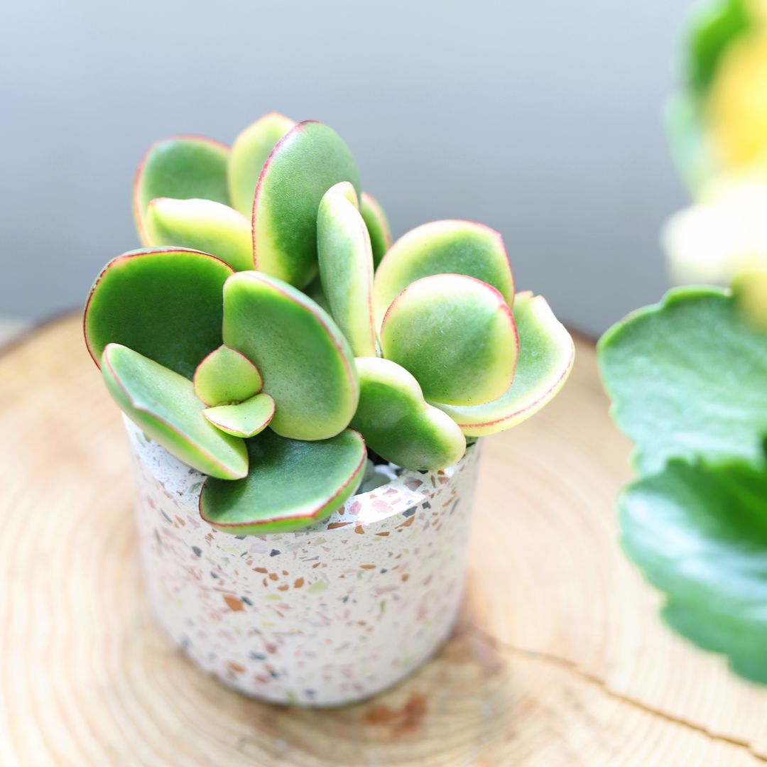 jade plant white Crassula Ovata Obliqua Jade Plant
