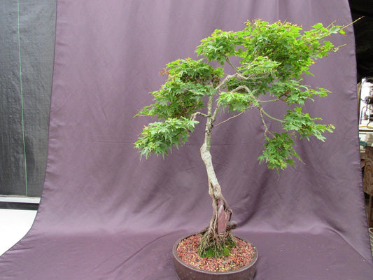 36 Year Old Beni Hime Dwarf Japanese Maple Root Over Rock Specimen Bonsai Tree