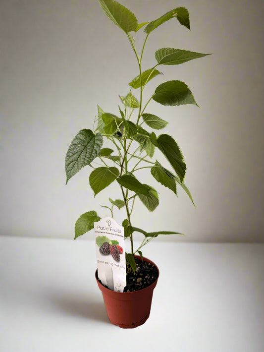 Live Mulberry Plant - Morus Nigra - Dwarf Mulberry - Zones 5 - 10 - Easy Care - Container Growing