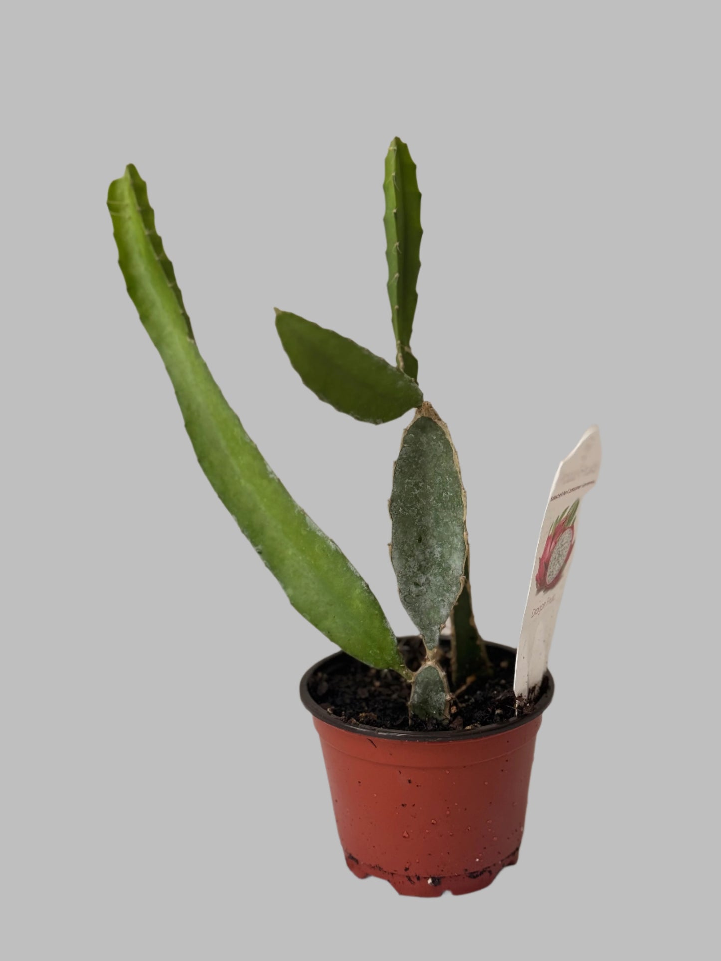 Dragon Fruit Patio Cactus - Organic - Container Gardening - Night Blooming - Easy to Grow Cactus - Tropical Climbing Cactus