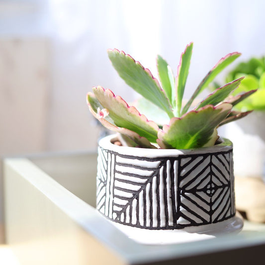 Lavender Scallops Kalanchoe