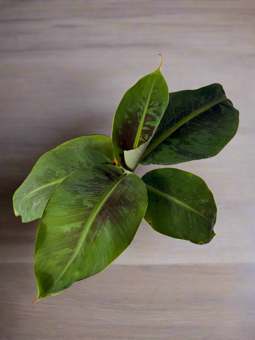 Live Musa Banana Tree - Dwarf Banana Tree - Easy Care Indoor Tropical Banana Tree - Zones 9 to 11 - Container Gardening