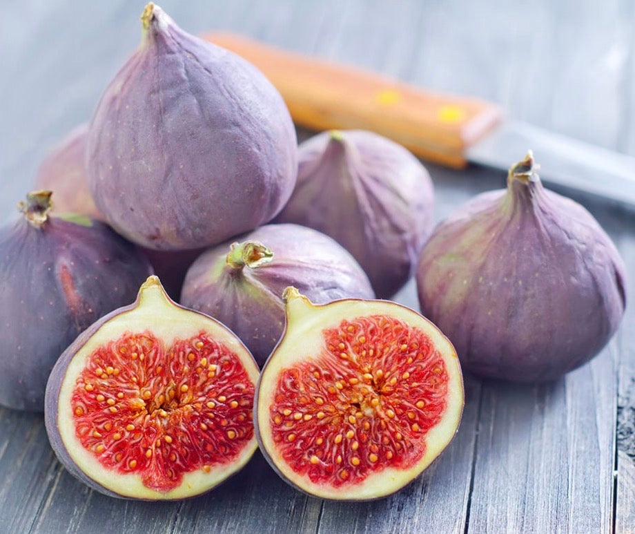 Brown Turkey Fig Tree