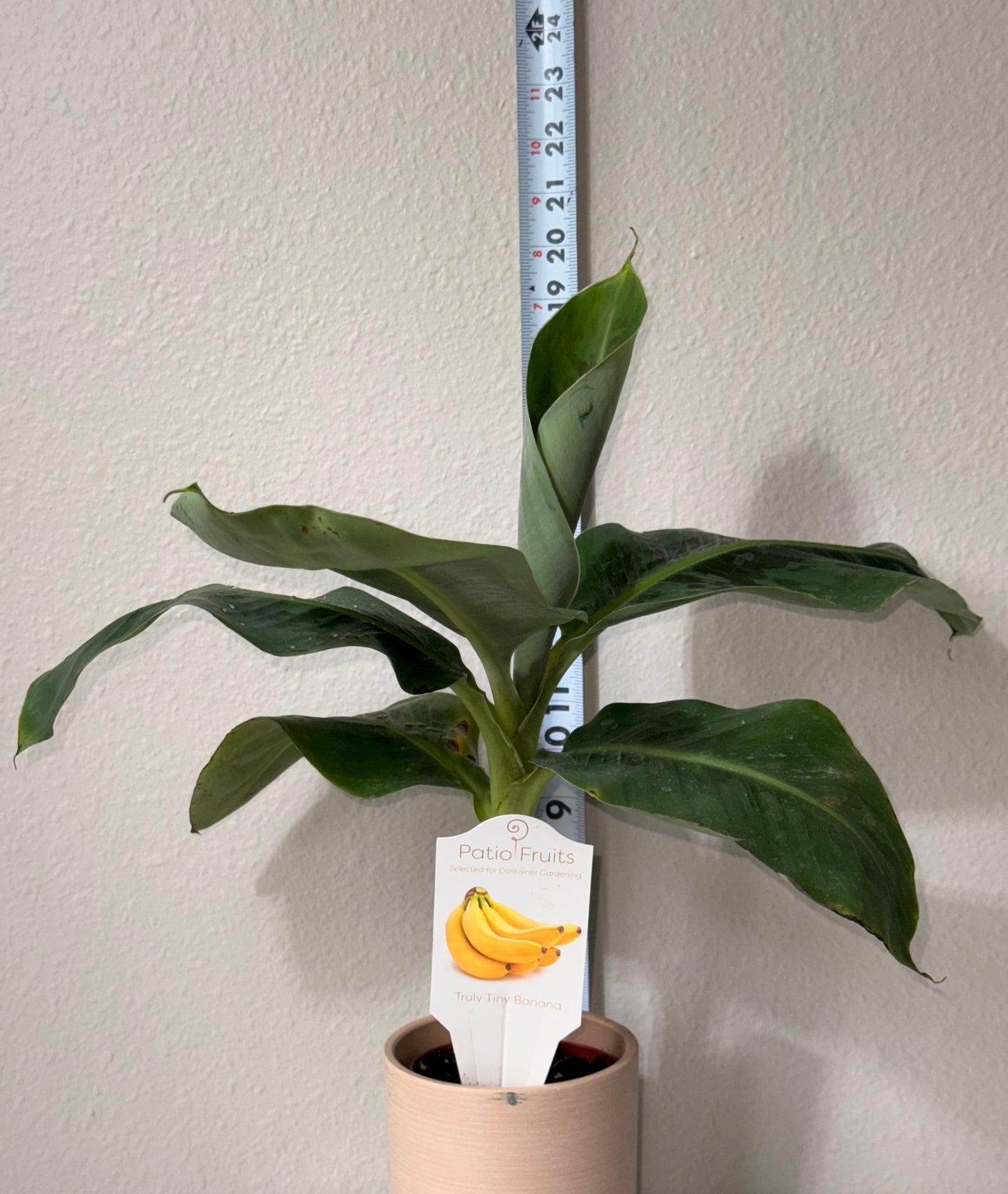 Live Musa Banana Tree - Dwarf Banana Tree - Easy Care Indoor Tropical Banana Tree - Zones 9 to 11 - Container Gardening
