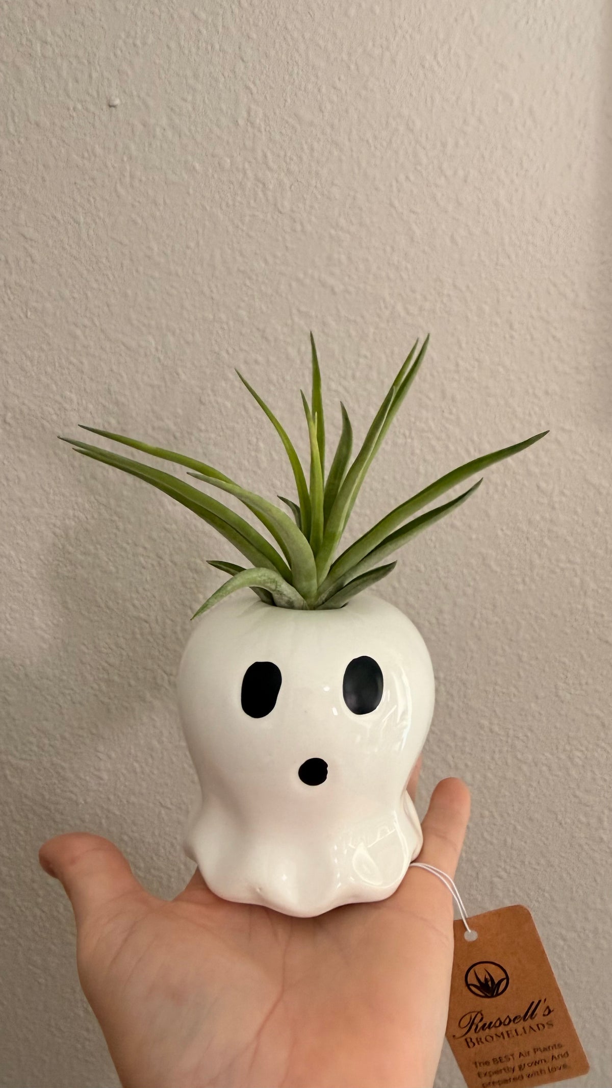 Halloween Ceramic Ghost Figure With Live Medium Air Plant - Office Decor - Fall Theme Plant Decor - Air Plant Holder - Halloween Decor - Medium Live Air Plant