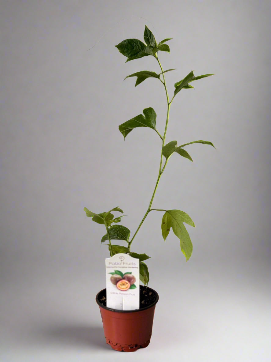 Patio Fruits Live Edible Passion Fruit Vine - Passiflora Edulis - Dwarf Fruit Vine - Easy to Grow Fruit Plant - Organic Gardening - Zones 9 -11