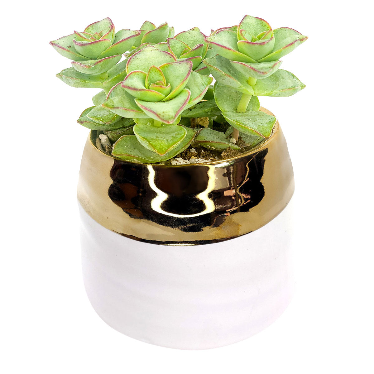 White Gold Pot