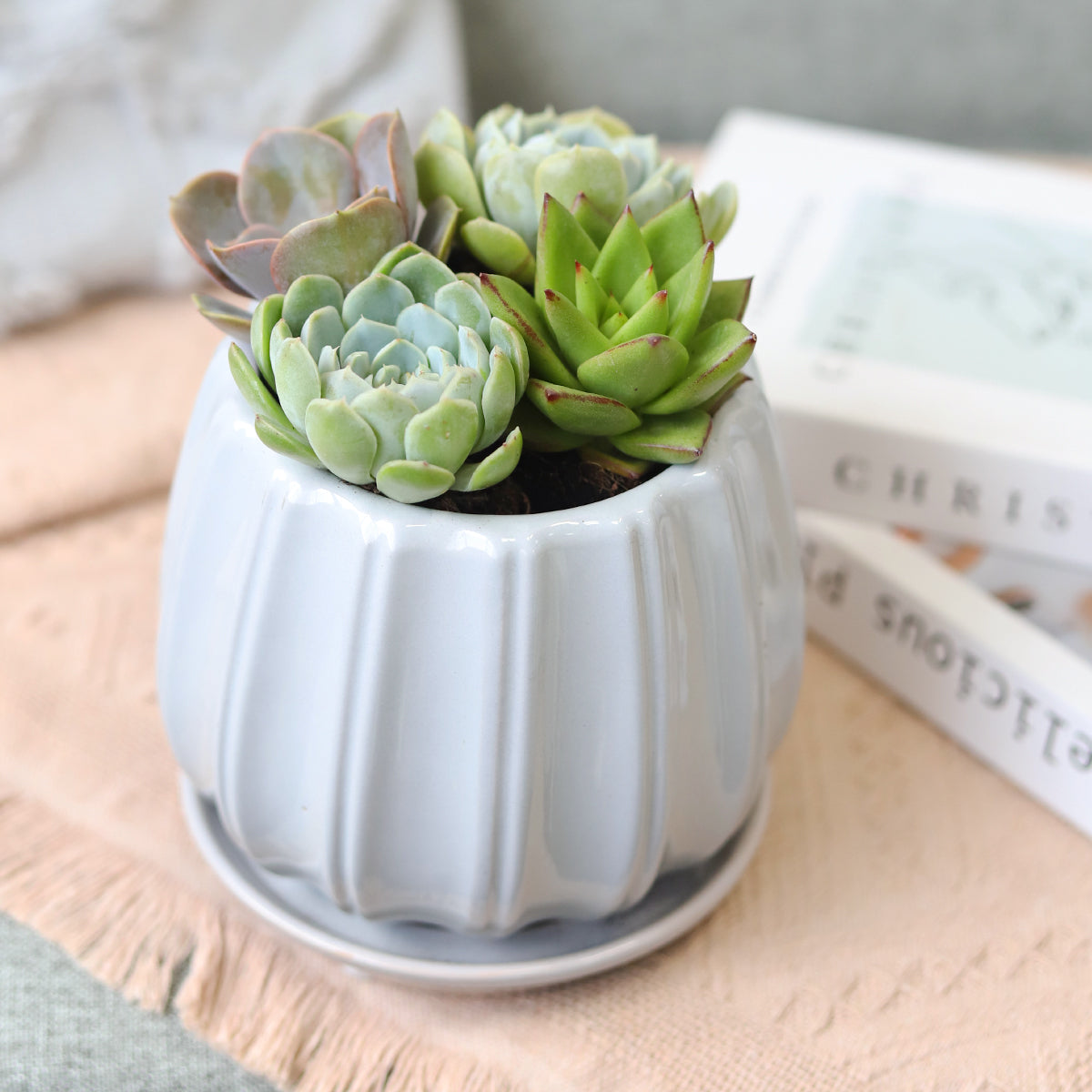 Succulent Arrangement in Grey Ceramic Contour Planter