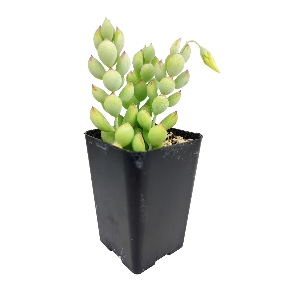 Cotyledon Pendens