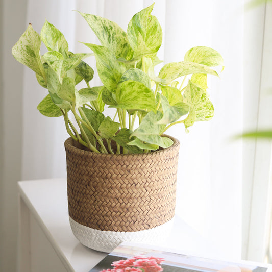 6 inch White & Nature Reed Round Cement Planter