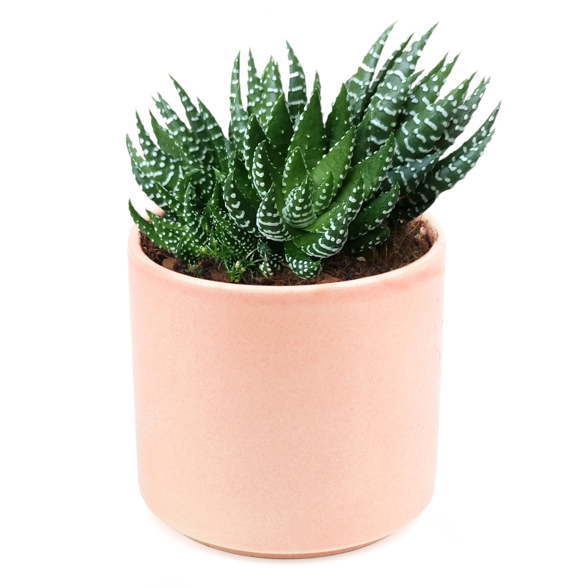 Haworthia Pumila African Pearl