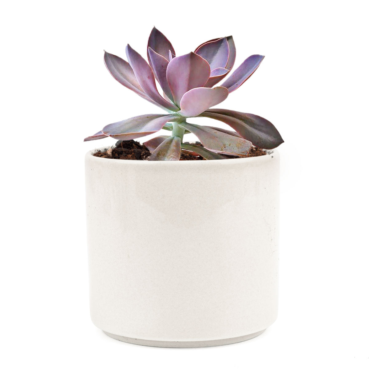 Graptoveria Fred Ives