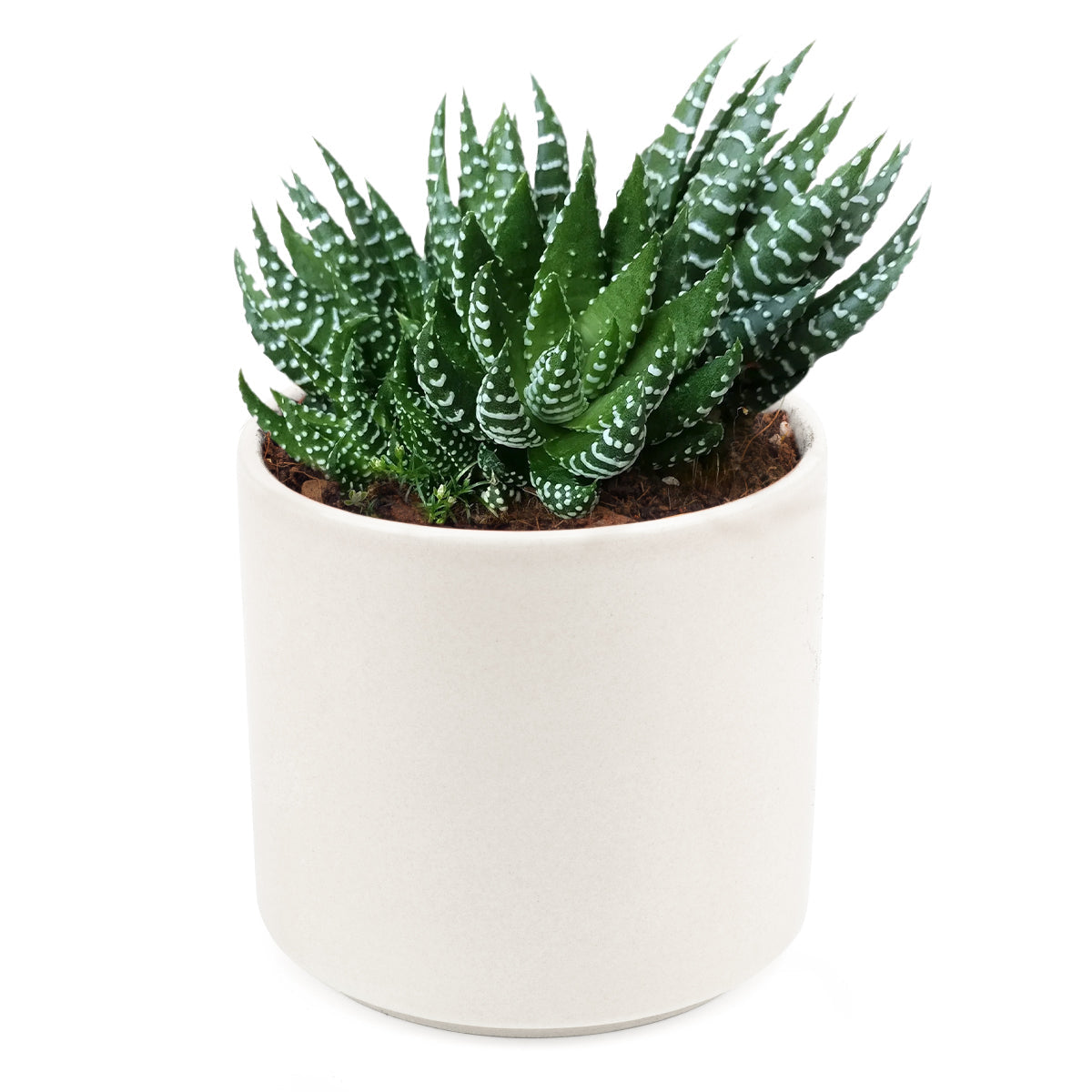 Haworthia Pumila African Pearl