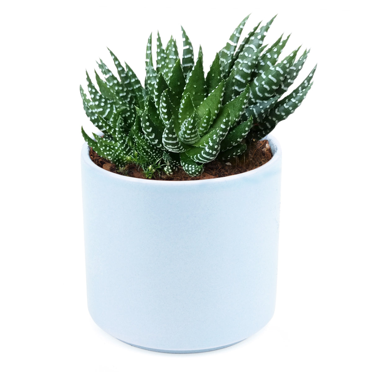 Haworthia Pumila African Pearl