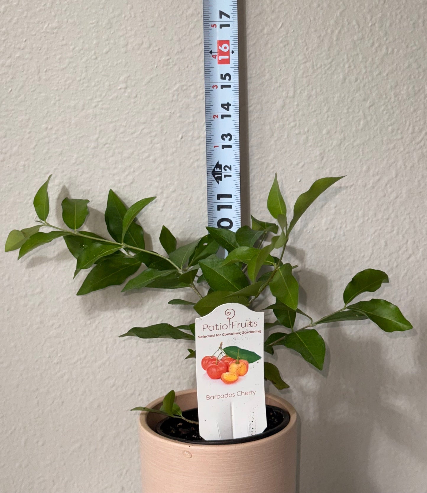 Patio Fruit Barbados Cherry Tree - Container Gardening - Organic - Easy to Grow Fruit Tree - Zones 9 to 11 - Easy Care - High Vitamin C