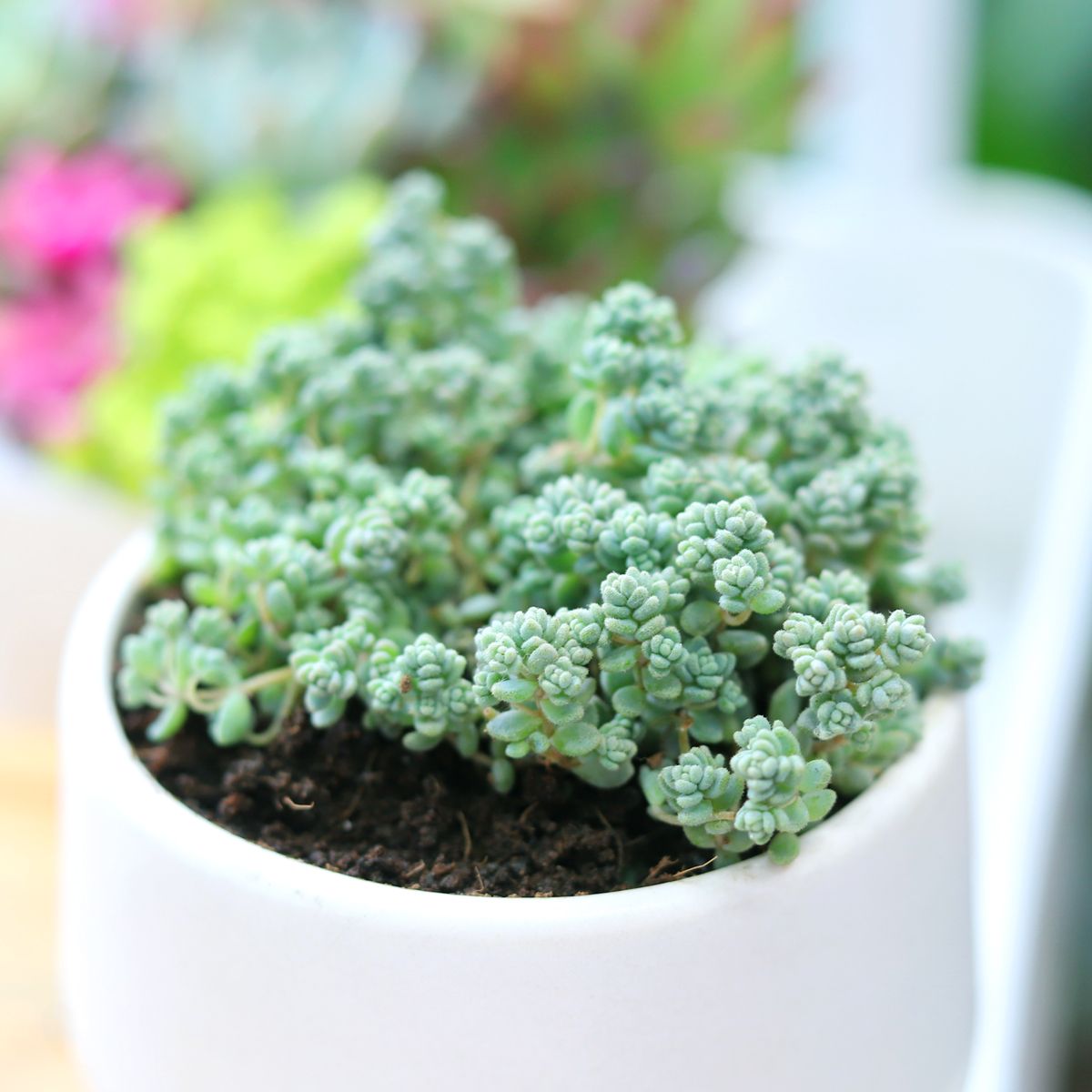 succulent sedum plant Sedum Minor Succulent