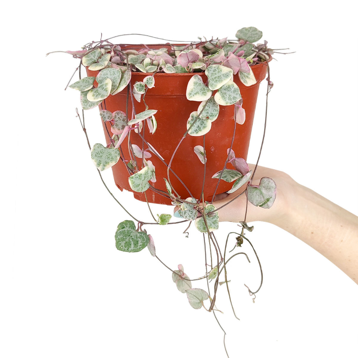 6" String Of Hearts Ceropegia Woodii