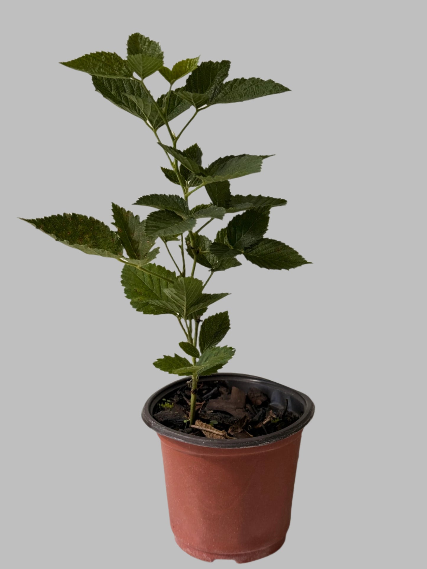 Sweet Ark Ponca Thornless Blackberry - Home Garden Plant - Zones 5 to 9 - Container Garden - Easy to Grow Fruit Tree