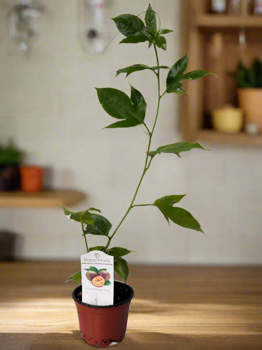 Patio Fruits Live Edible Passion Fruit Vine - Passiflora Edulis - Dwarf Fruit Vine - Easy to Grow Fruit Plant - Organic Gardening - Zones 9 -11