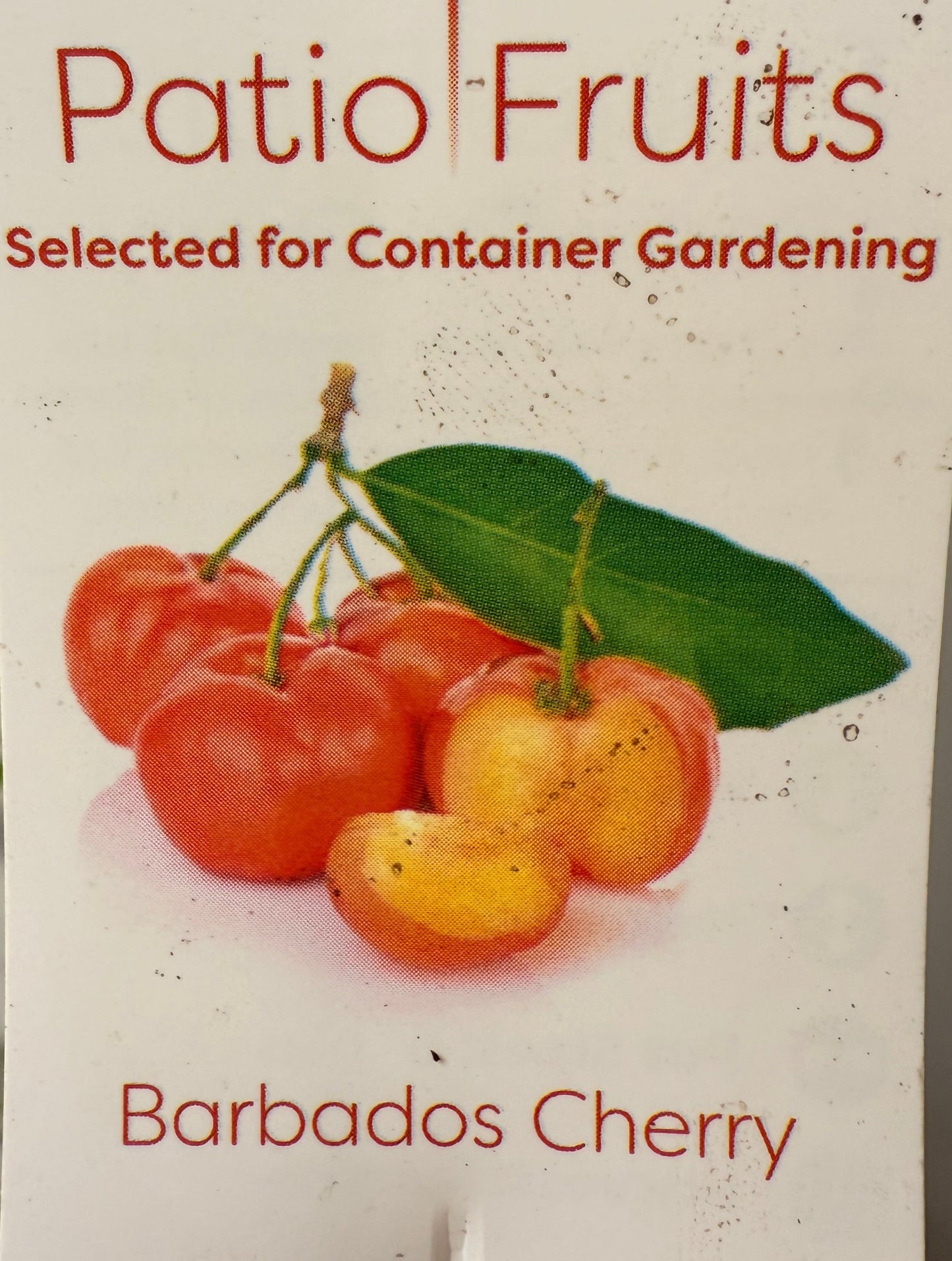 Patio Fruit Barbados Cherry Tree - Container Gardening - Organic - Easy to Grow Fruit Tree - Zones 9 to 11 - Easy Care - High Vitamin C
