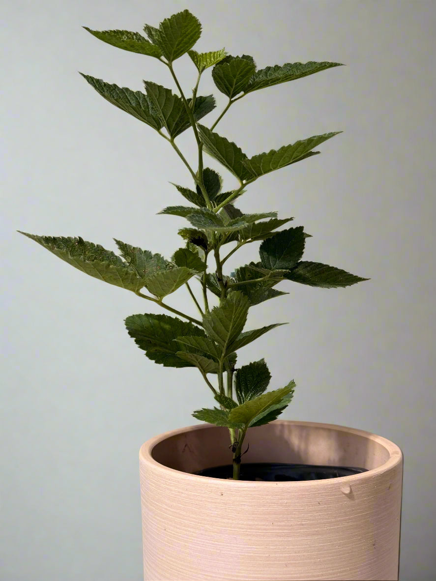 Sweet Ark Ponca Thornless Blackberry - Home Garden Plant - Zones 5 to 9 - Container Garden - Easy to Grow Fruit Tree