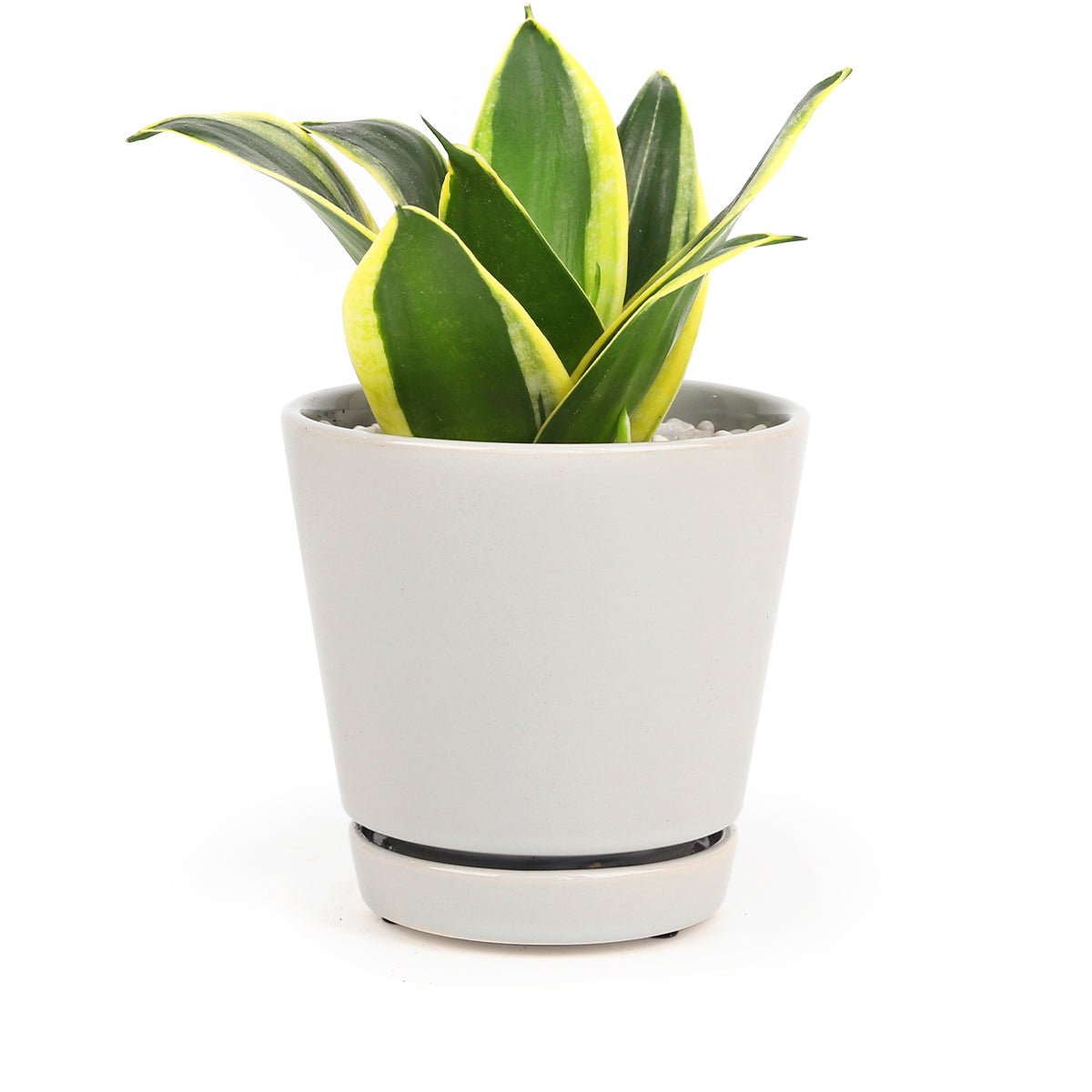 4 inch indoor planter 4 inch Gray Minimalist Pot with Saucer – Lovehopegrow
