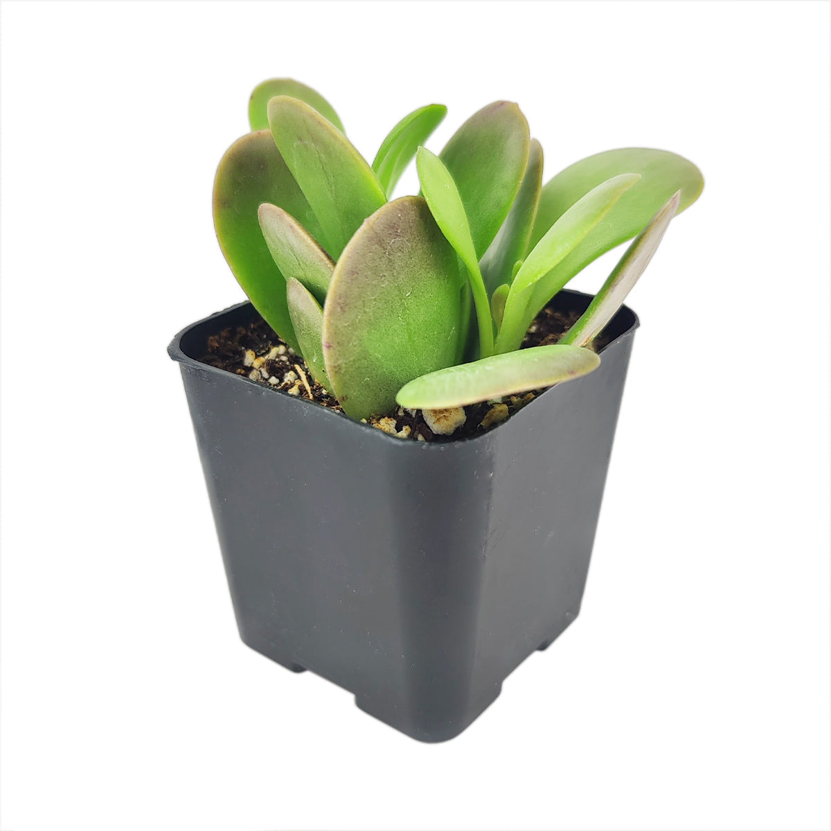 Trailing Jade Senecio Jacobsenii