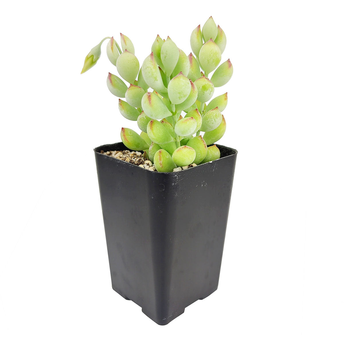 Cotyledon Pendens