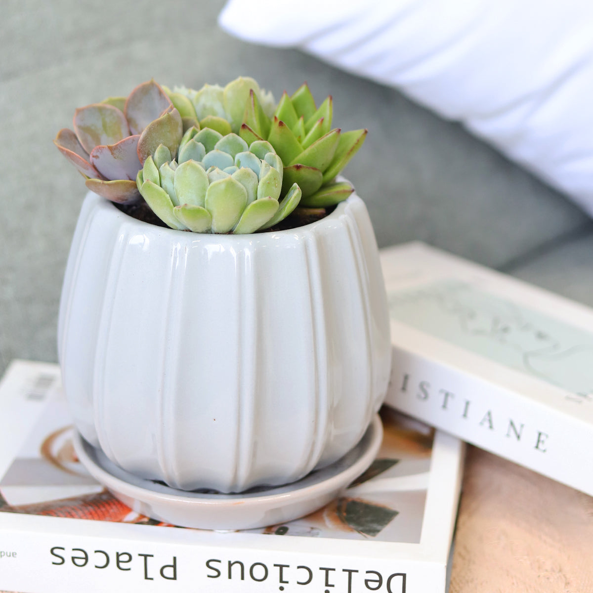 Succulent Arrangement in Grey Ceramic Contour Planter