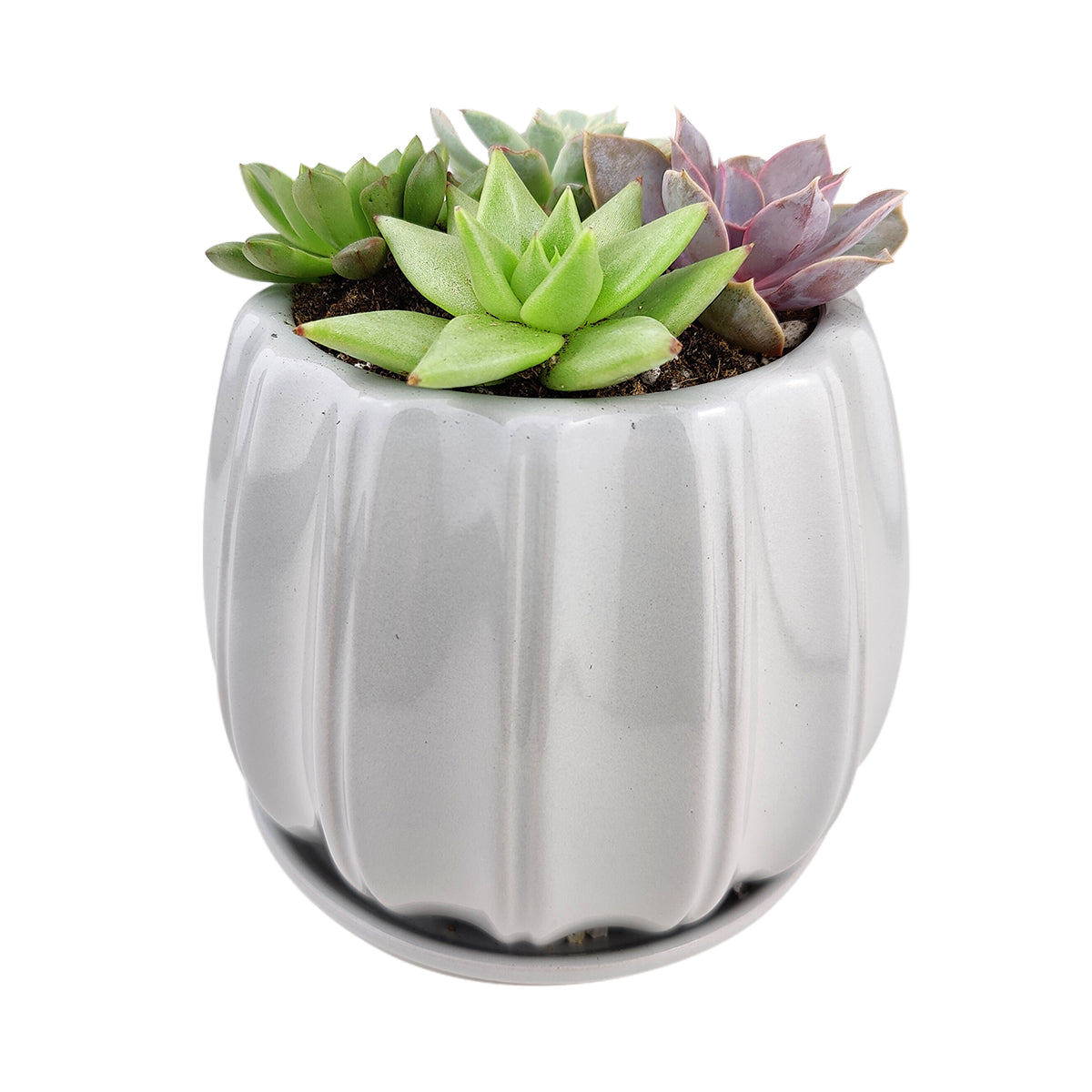 Succulent Arrangement in Grey Ceramic Contour Planter