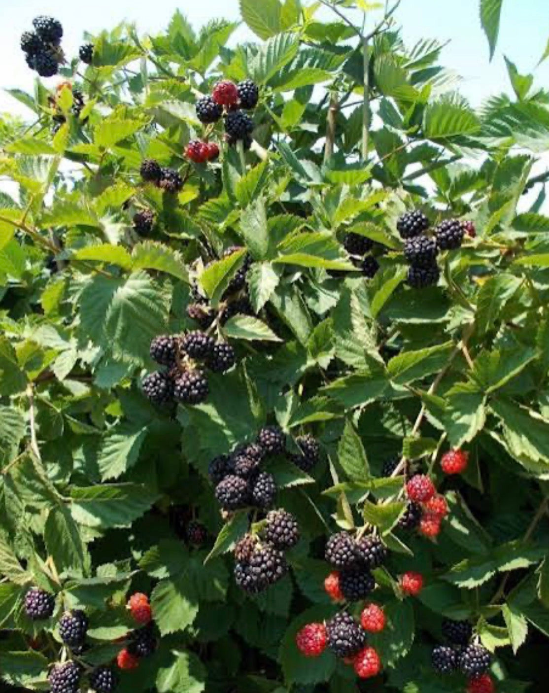 Triple Crown Thornless Blackberry