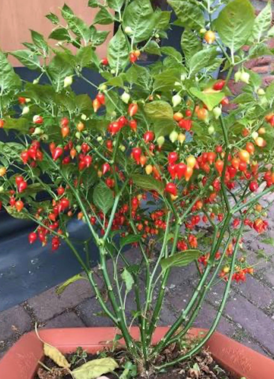 Sweety Drop Peppers
