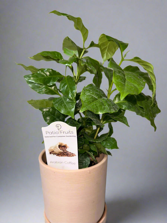 Arabica Coffee Plant - Indoor Tropical Plant - Easy Care - Container Growing - Organic Gardening - Easy to Grow