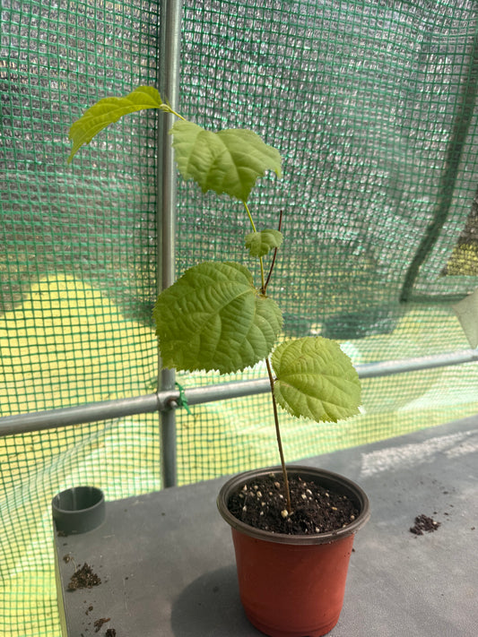 Sherbet Berry - Grewia asiatica 'Sherbet Berry' - Zones 9 to 11 - Packed with Vitamins and Antioxidants - Tropical Exotic Fruit Tree - Spring Through Summer Blooms and Fruit - Self Fertile - Easy to Grow