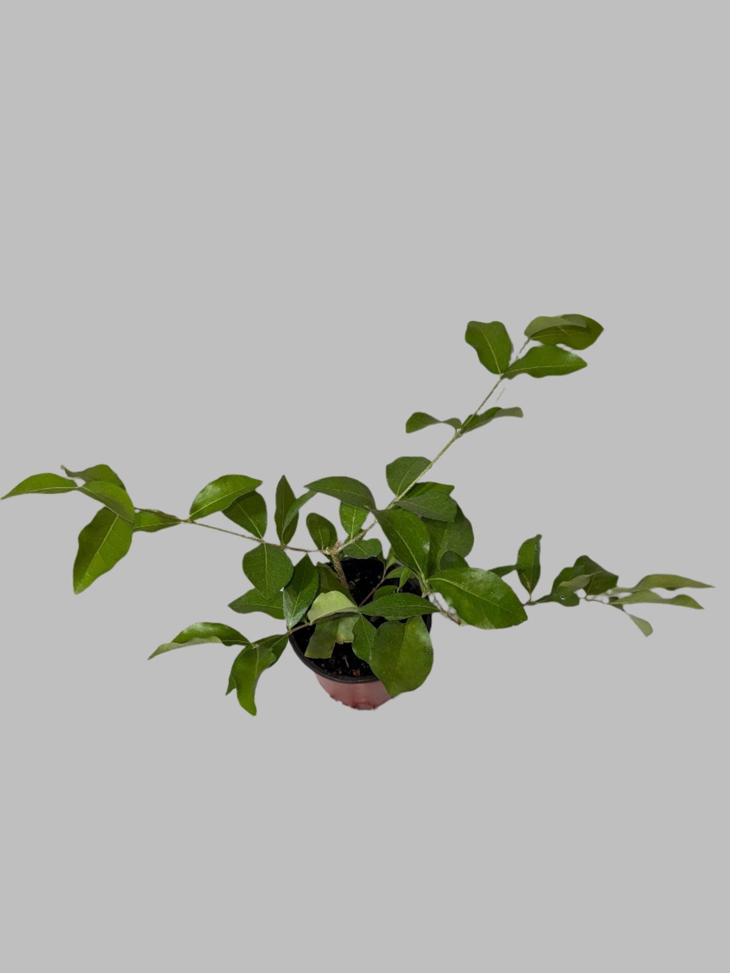 Patio Fruit Barbados Cherry Tree - Container Gardening - Organic - Easy to Grow Fruit Tree - Zones 9 to 11 - Easy Care - High Vitamin C