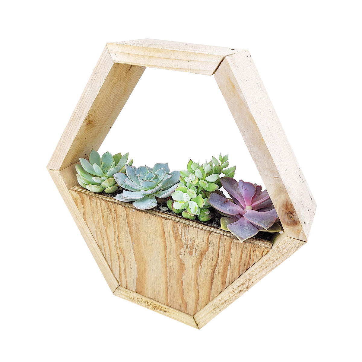 Succulent Arrangement in Hexagon Wall Planter