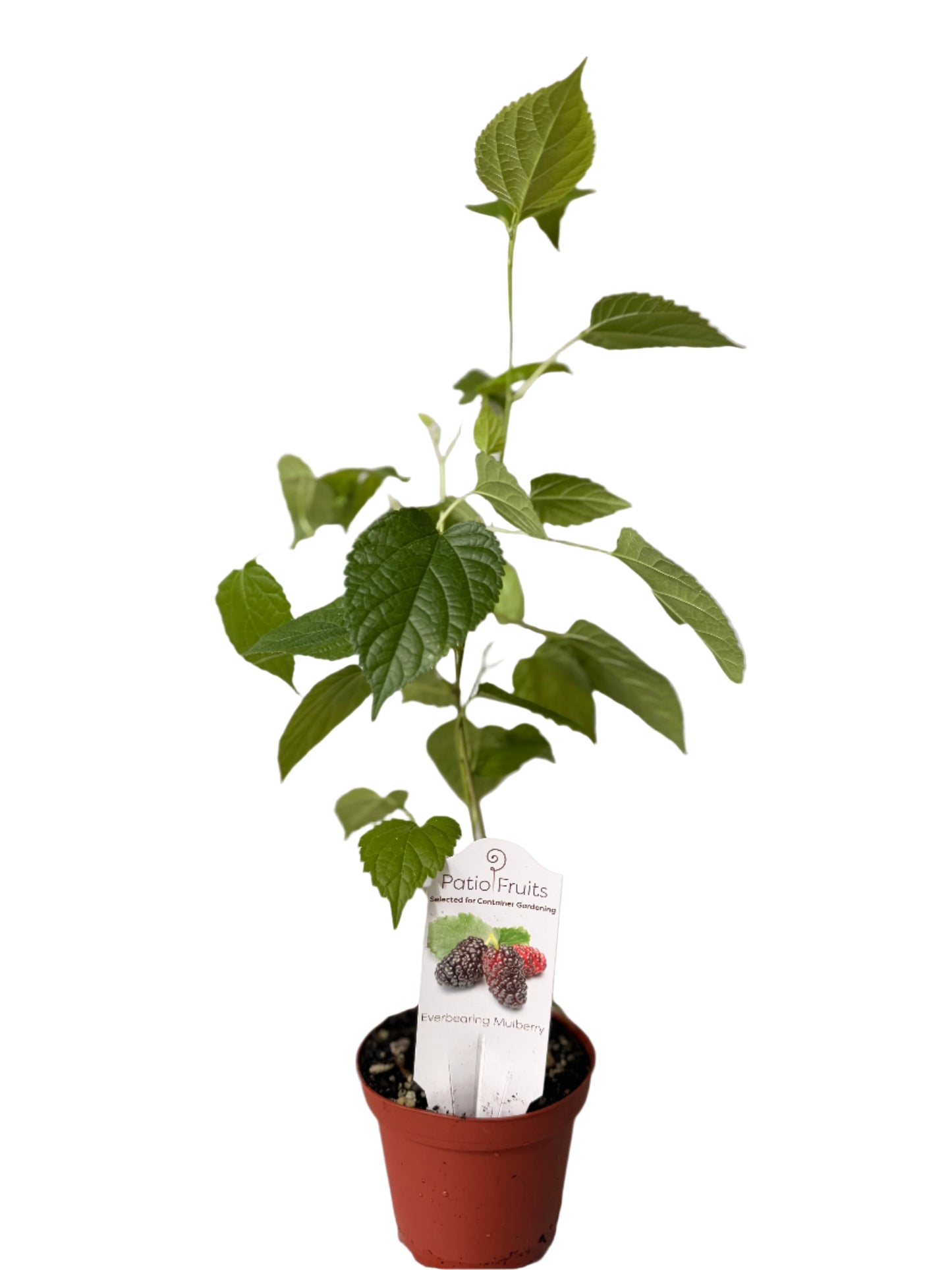 Live Mulberry Plant - Morus Nigra - Dwarf Mulberry - Zones 5 - 10 - Easy Care - Container Growing