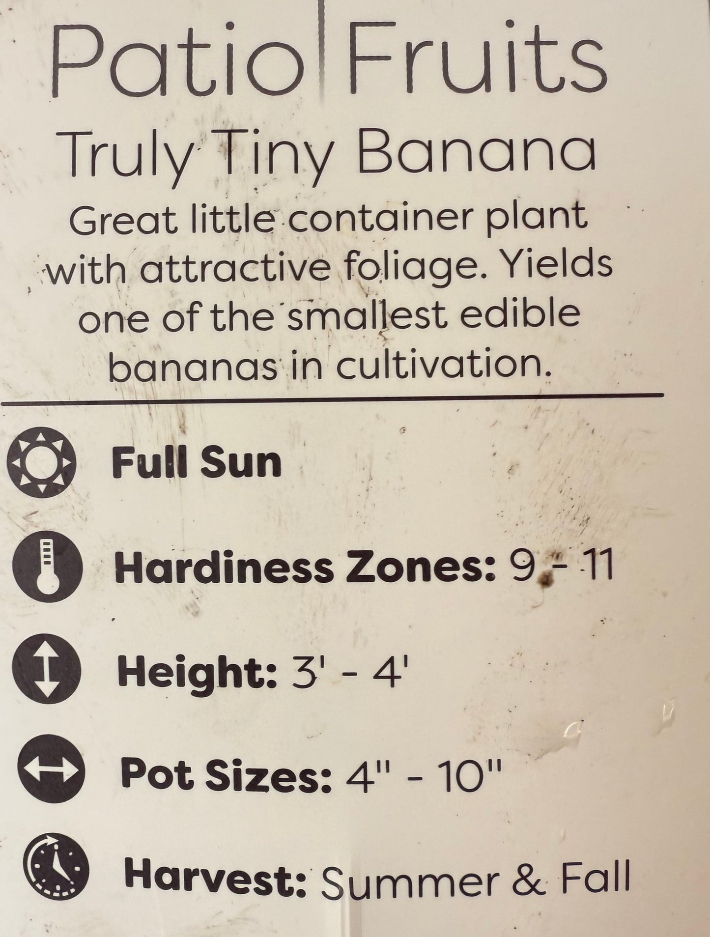 Live Musa Banana Tree - Dwarf Banana Tree - Easy Care Indoor Tropical Banana Tree - Zones 9 to 11 - Container Gardening
