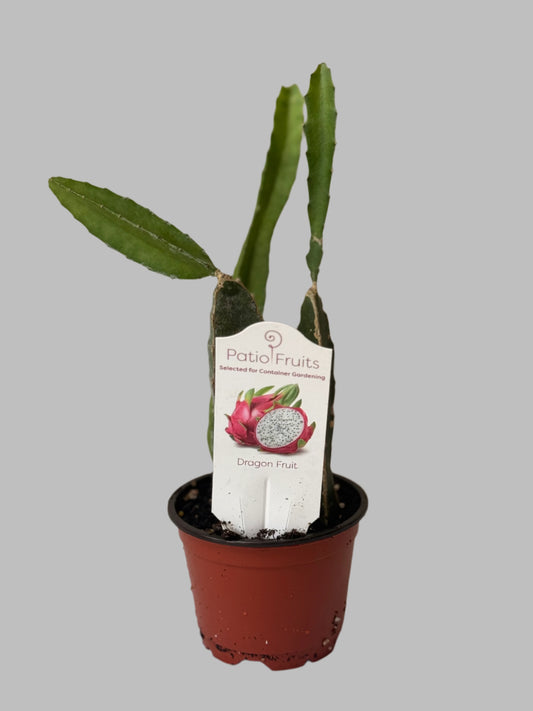 Dragon Fruit Patio Cactus - Organic - Container Gardening - Night Blooming - Easy to Grow Cactus - Tropical Climbing Cactus