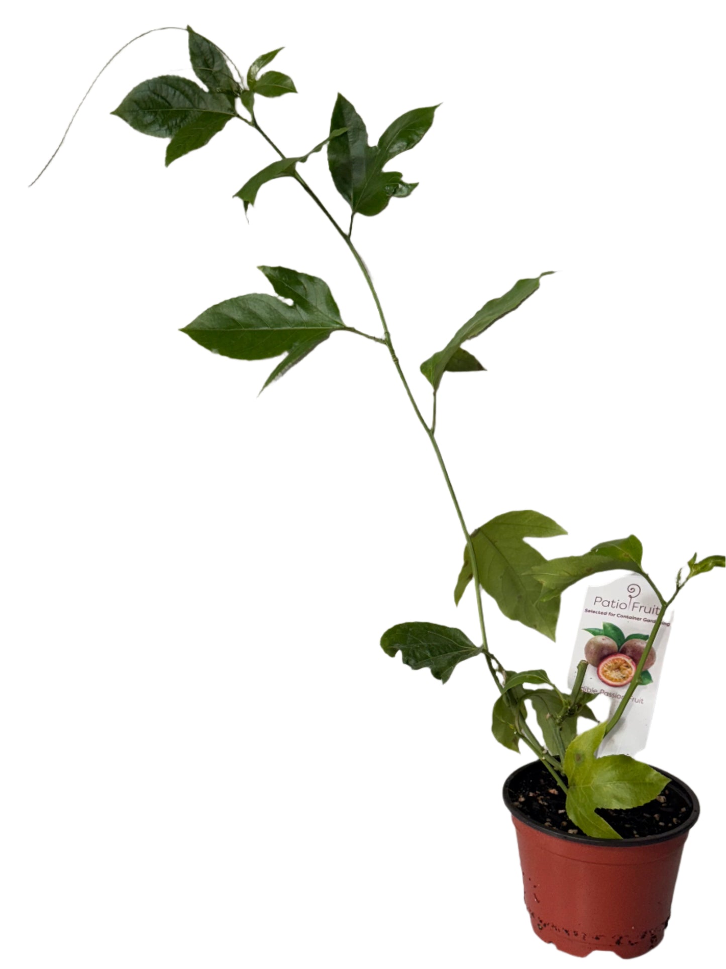 Patio Fruits Live Edible Passion Fruit Vine - Passiflora Edulis - Dwarf Fruit Vine - Easy to Grow Fruit Plant - Organic Gardening - Zones 9 -11