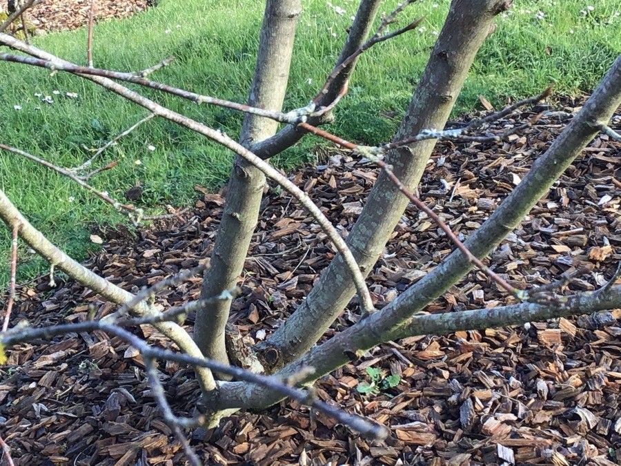 Allegheny Serviceberry
