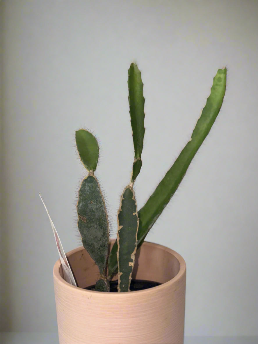 Dragon Fruit Patio Cactus - Organic - Container Gardening - Night Blooming - Easy to Grow Cactus - Tropical Climbing Cactus