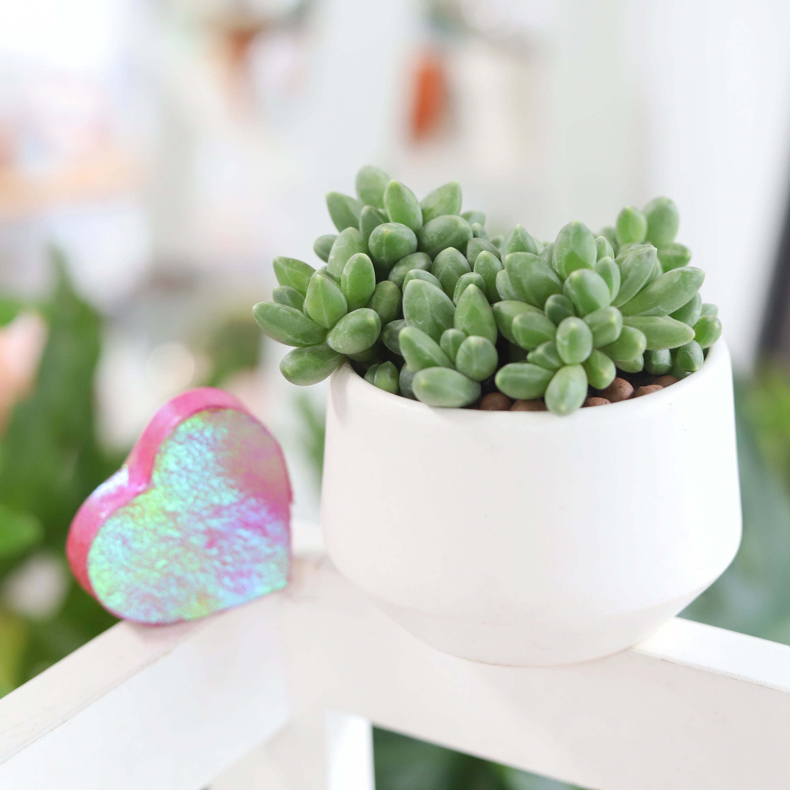 succulent little jewel Pachyveria Little Jewel – Lovehopegrow