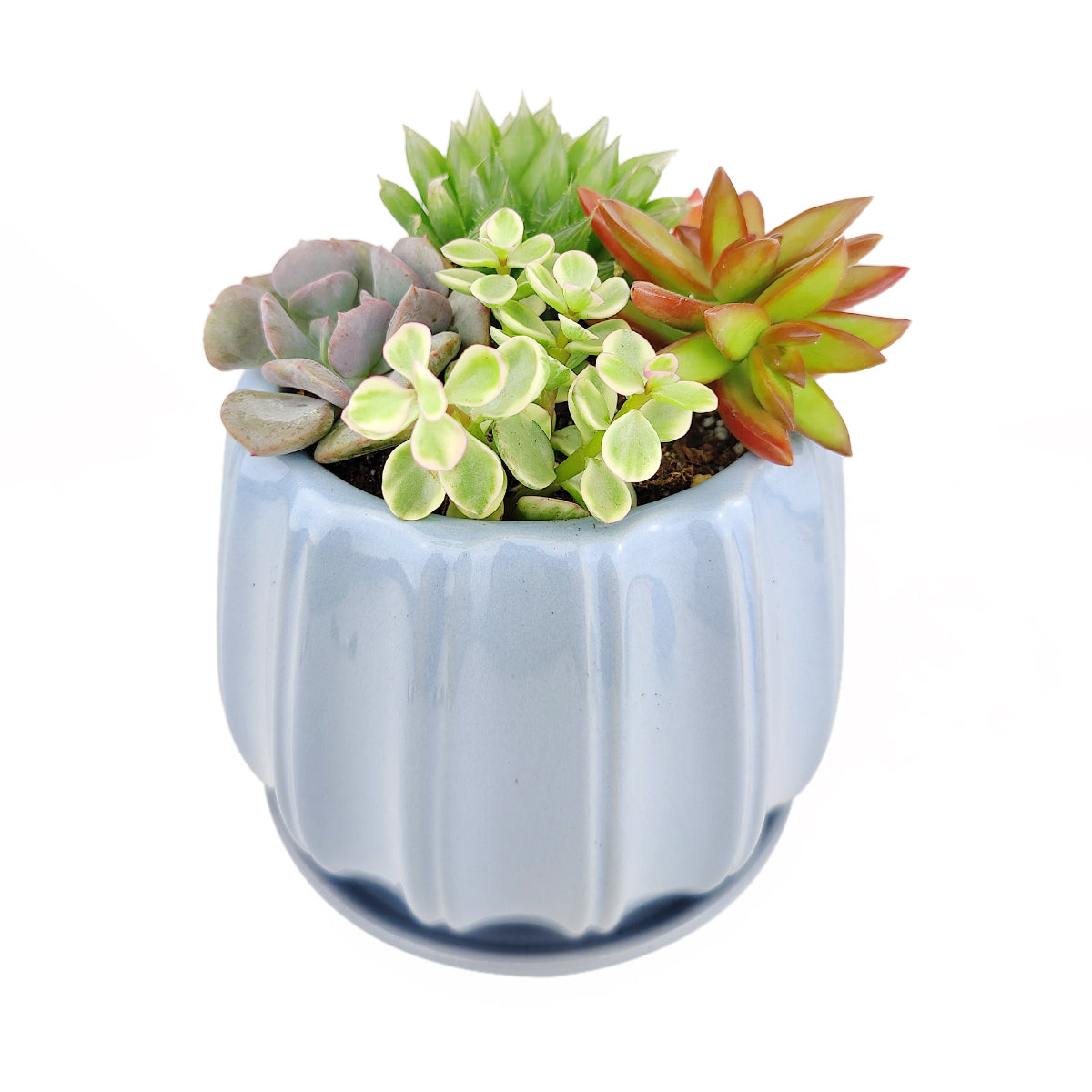 Succulent Arrangement in Blue Ceramic Contour Planter
