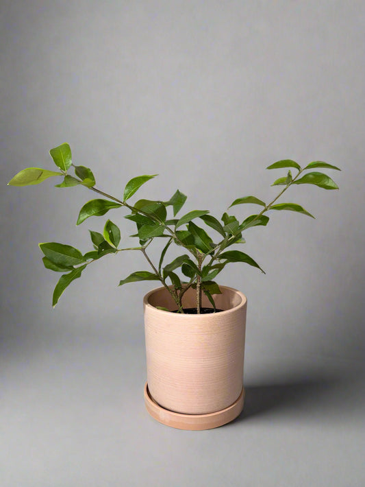 Patio Fruit Barbados Cherry Tree - Container Gardening - Organic - Easy to Grow Fruit Tree - Zones 9 to 11 - Easy Care - High Vitamin C