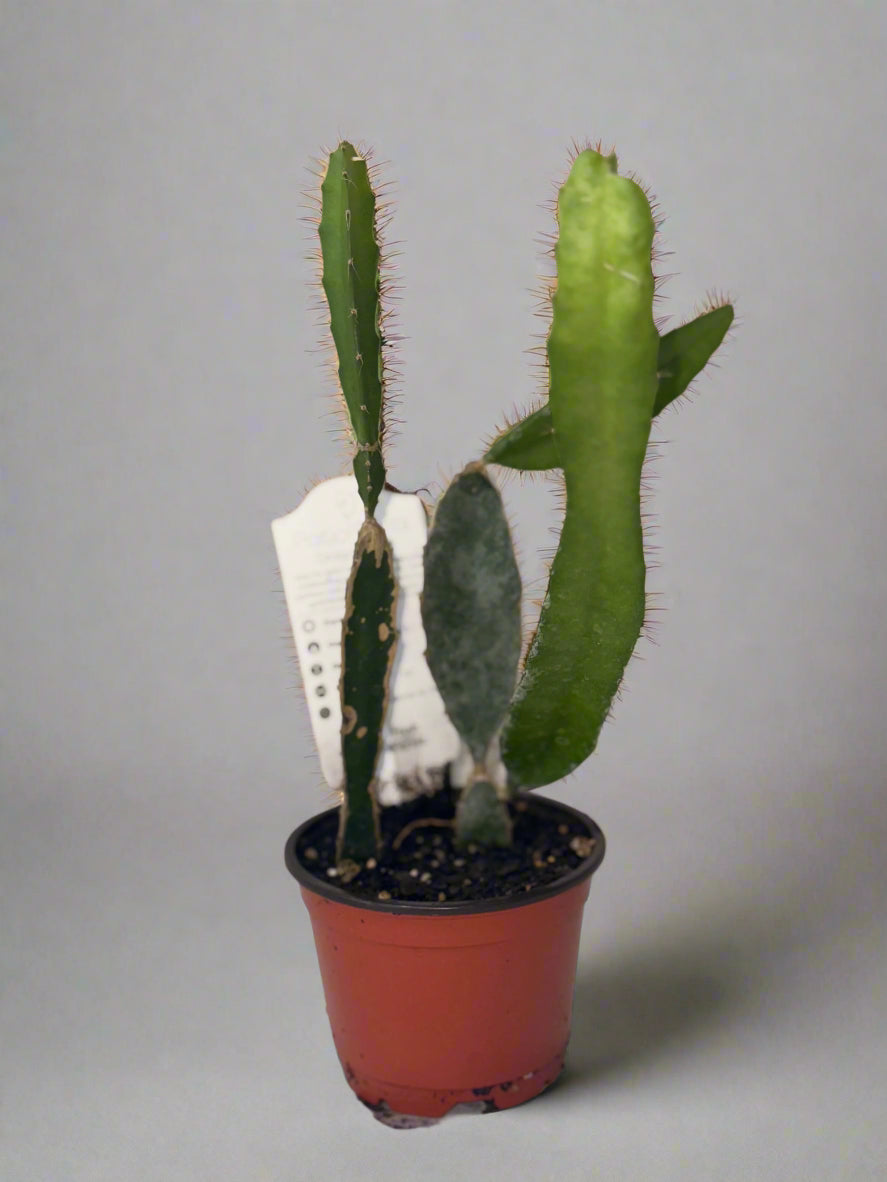 Dragon Fruit Patio Cactus - Organic - Container Gardening - Night Blooming - Easy to Grow Cactus - Tropical Climbing Cactus