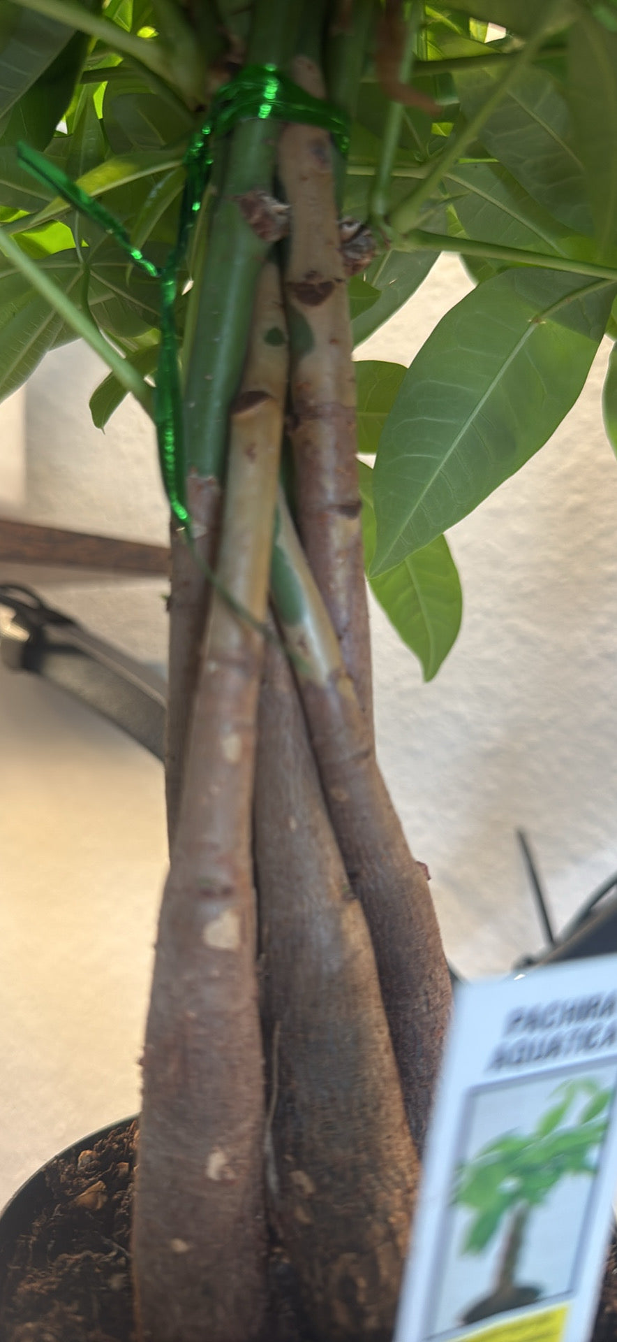 Braided Money Tree - 'Guiana Chestnut' - 3 Inch Nursery Pot- Tropical Houseplant - Pachira Braid - Good Luck Tree - Indoor Houseplant - Bright Indirect Light Plant -